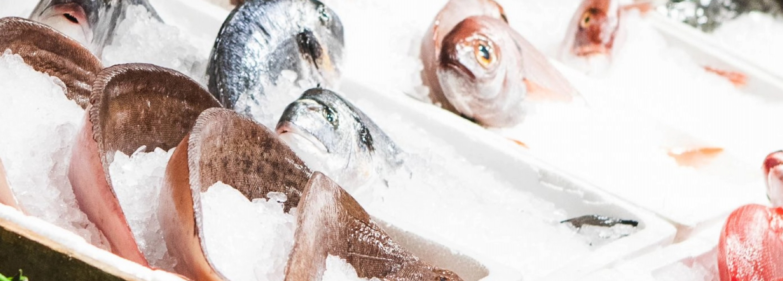 Milos-London_AKA_LauraJalbert_2024-10-8181-scaled@2x-scaled